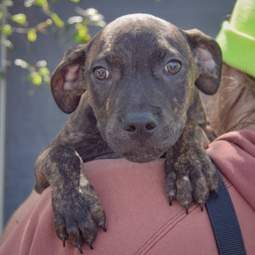 Benton, an adoptable Boxer / American Staffordshire Terrier / Mixed at Animal House Shelter — photo 5