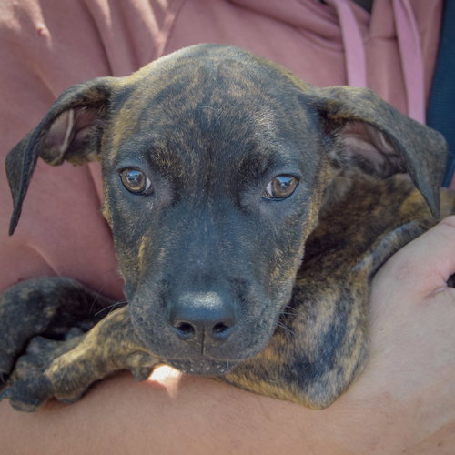 Benton, an adoptable Boxer / American Staffordshire Terrier / Mixed at Animal House Shelter — photo 6