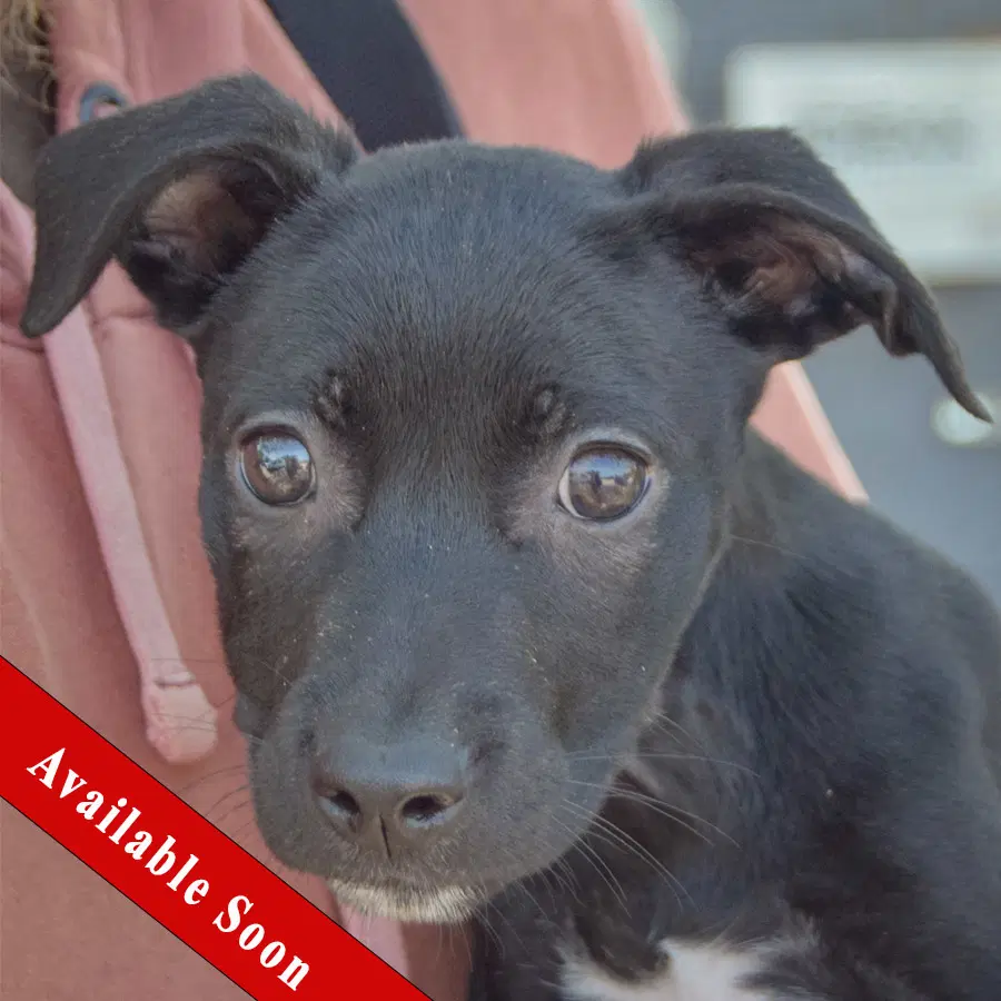 Sherry - Black Labrador Retriever