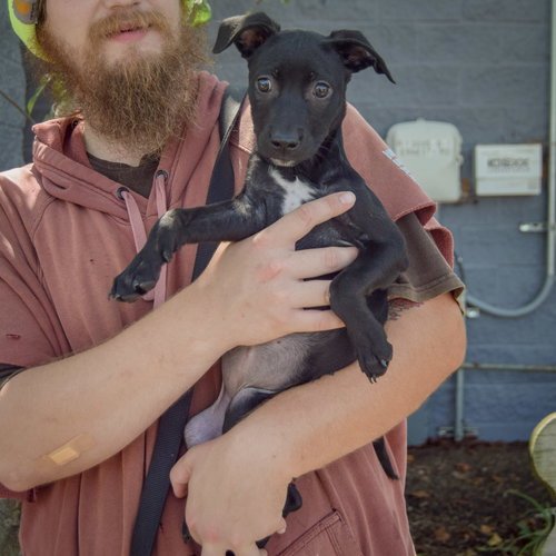 Sherry, an adoptable Black Labrador Retriever / American Staffordshire Terrier / Mixed at Animal House Shelter — photo 3