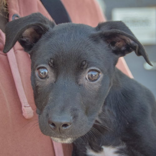 Sherry, an adoptable Black Labrador Retriever / American Staffordshire Terrier / Mixed at Animal House Shelter — photo 5