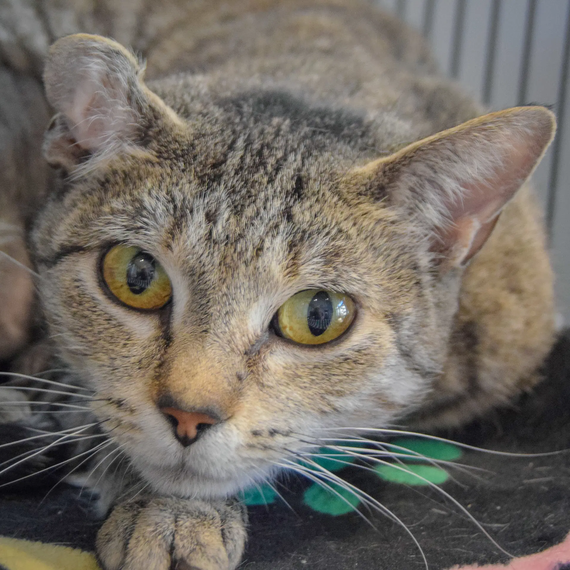 Ivy - Tabby