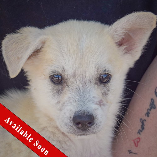 Bruce available through Animal House Shelter