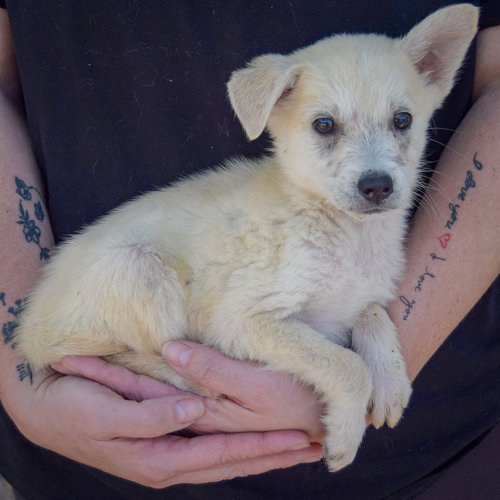 Bruce, an adoptable Husky / German Shepherd Dog / Mixed at Animal House Shelter — photo 2