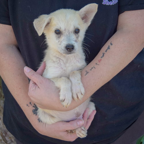 Bruce, an adoptable Husky / German Shepherd Dog / Mixed at Animal House Shelter — photo 3