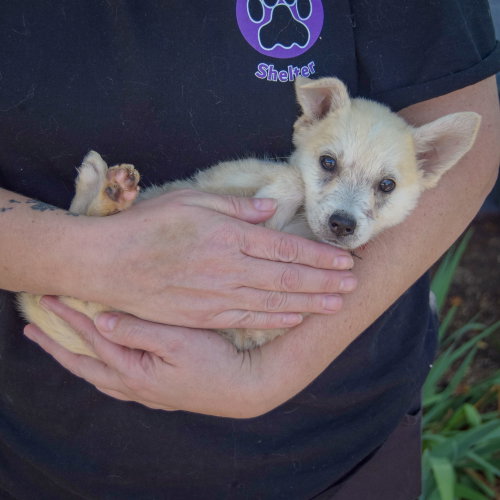 Bruce, an adoptable Husky / German Shepherd Dog / Mixed at Animal House Shelter — photo 4