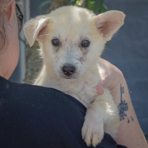 Bruce, an adoptable Husky / German Shepherd Dog / Mixed at Animal House Shelter — photo 5
