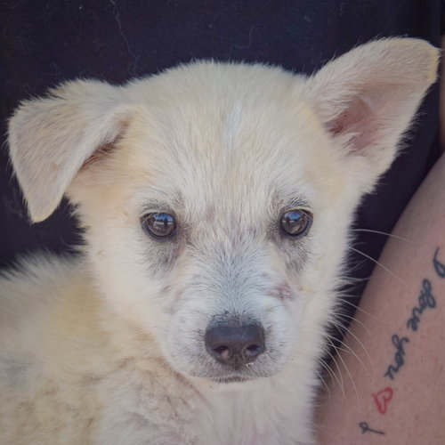 Bruce, an adoptable Husky / German Shepherd Dog / Mixed at Animal House Shelter — photo 6