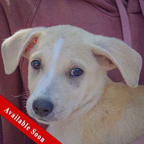 Cole available through Animal House Shelter
