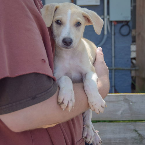 Cole, an adoptable Husky / German Shepherd Dog / Mixed at Animal House Shelter — photo 3