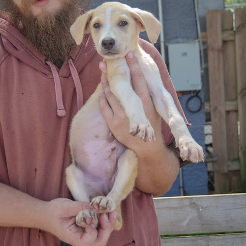 Cole, an adoptable Husky / German Shepherd Dog / Mixed at Animal House Shelter — photo 4