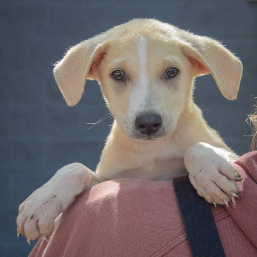 Cole, an adoptable Husky / German Shepherd Dog / Mixed at Animal House Shelter — photo 5