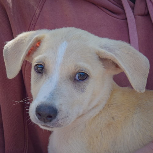 Cole, an adoptable Husky / German Shepherd Dog / Mixed at Animal House Shelter — photo 6