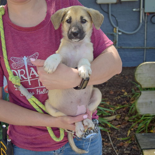 Eva, an adoptable Husky / German Shepherd Dog / Mixed at Animal House Shelter — photo 3