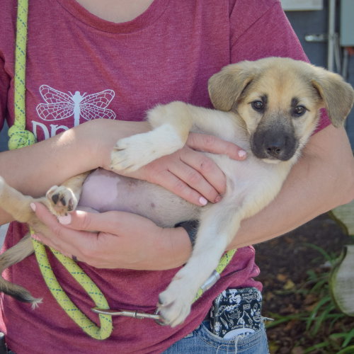 Eva, an adoptable Husky / German Shepherd Dog / Mixed at Animal House Shelter — photo 4