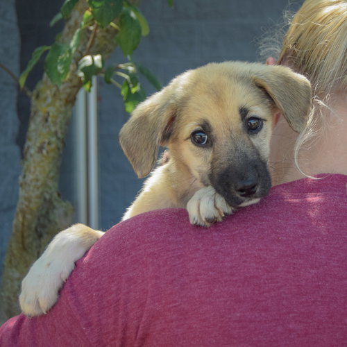 Eva, an adoptable Husky / German Shepherd Dog / Mixed at Animal House Shelter — photo 5