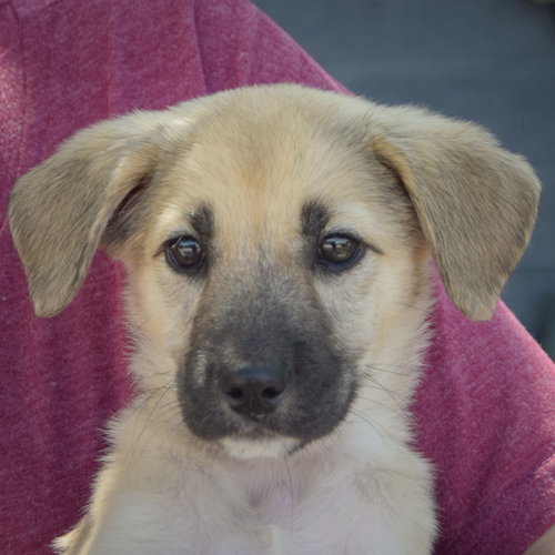 Eva, an adoptable Husky / German Shepherd Dog / Mixed at Animal House Shelter — photo 6