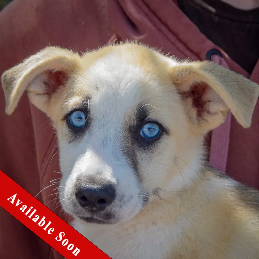 Seth - Husky