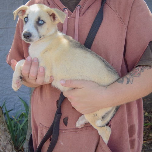 Seth, an adoptable Husky / German Shepherd Dog / Mixed at Animal House Shelter — photo 2