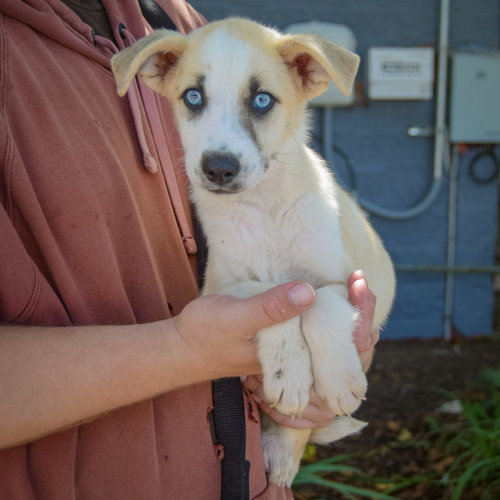 Seth, an adoptable Husky / German Shepherd Dog / Mixed at Animal House Shelter — photo 3