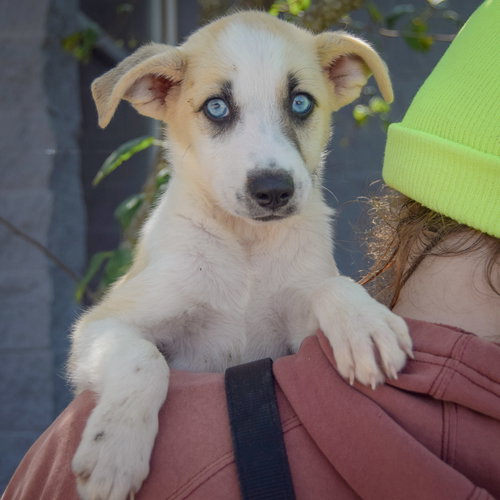 Seth, an adoptable Husky / German Shepherd Dog / Mixed at Animal House Shelter — photo 5