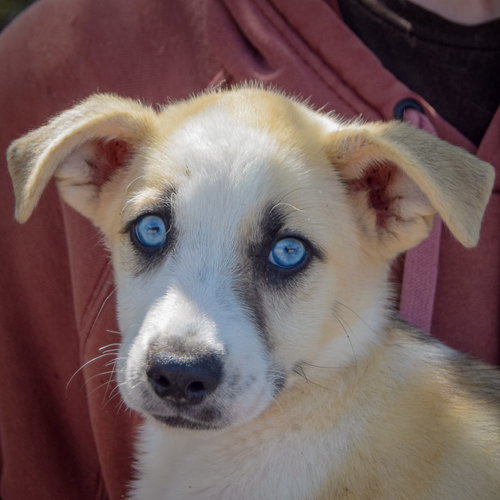 Seth, an adoptable Husky / German Shepherd Dog / Mixed at Animal House Shelter — photo 6