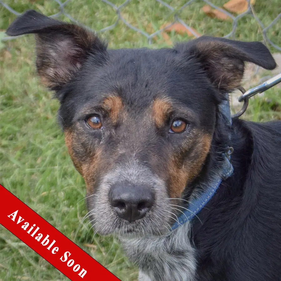 Charlee - Australian Cattle Dog/Blue Heeler