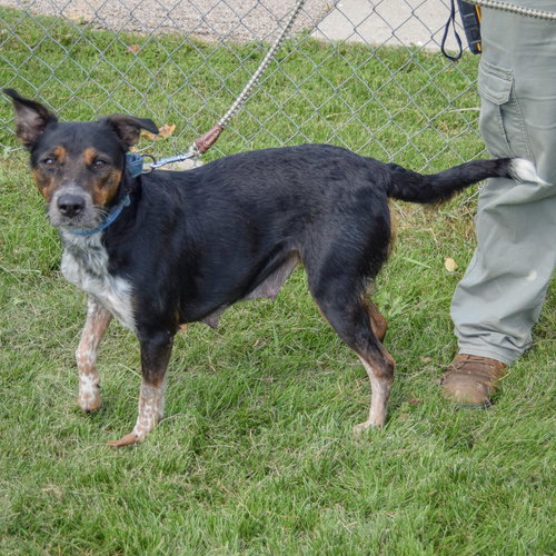 Charlee, an adoptable Australian Cattle Dog/Blue Heeler / Australian Shepherd / Mixed at Animal House Shelter — photo 2