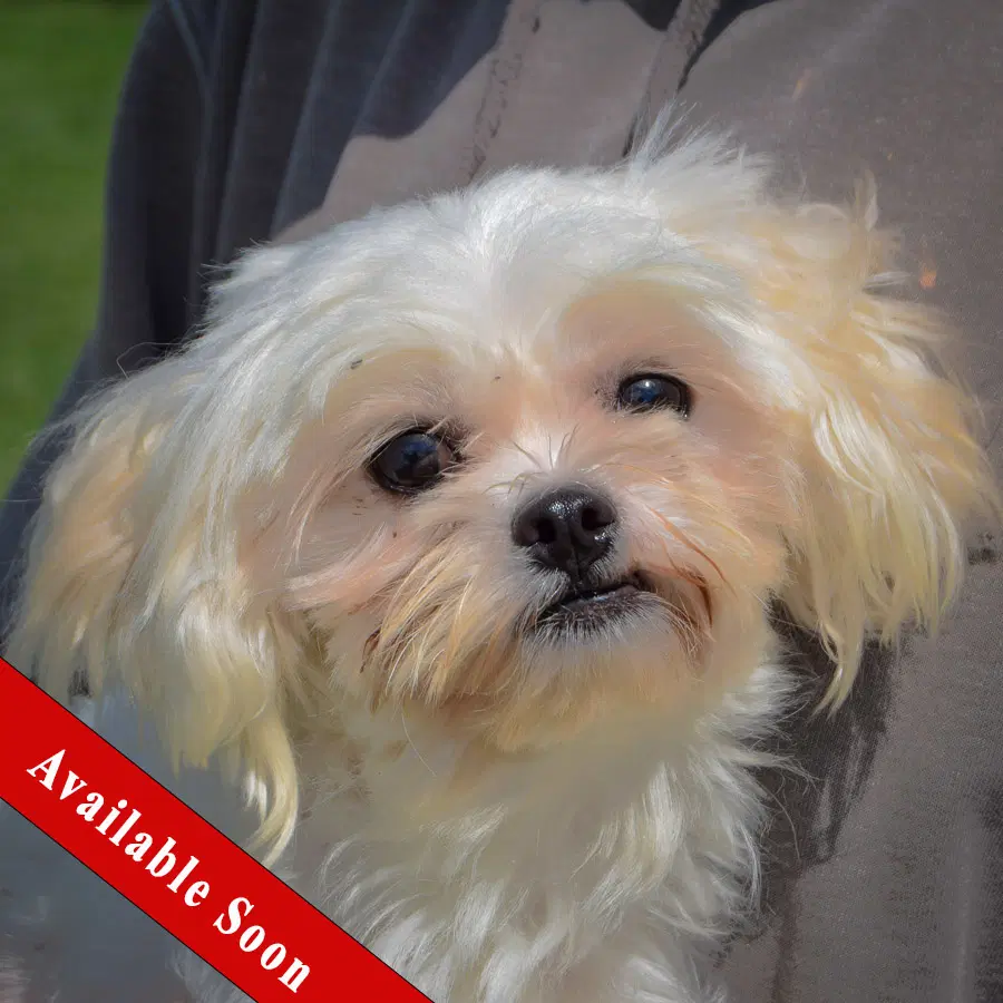 Chopo - Maltese