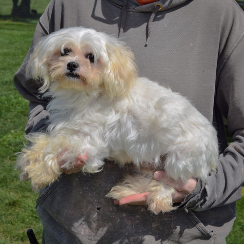Chopo, an adoptable Maltese at Animal House Shelter — photo 2