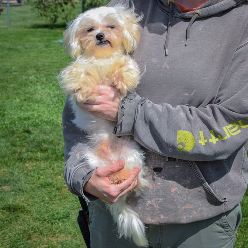 Chopo, an adoptable Maltese at Animal House Shelter — photo 4