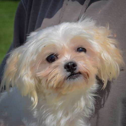 Chopo, an adoptable Maltese at Animal House Shelter — photo 5