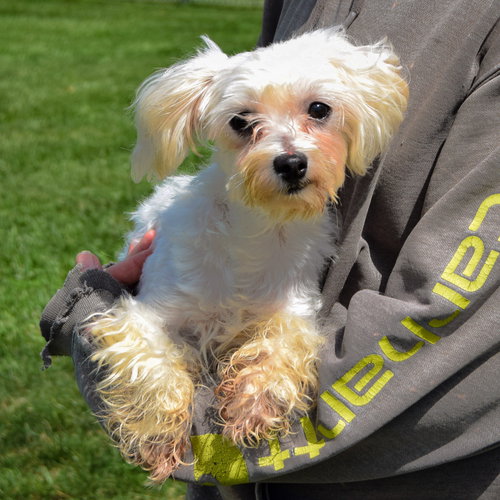 Titi, an adoptable Maltese at Animal House Shelter — photo 3
