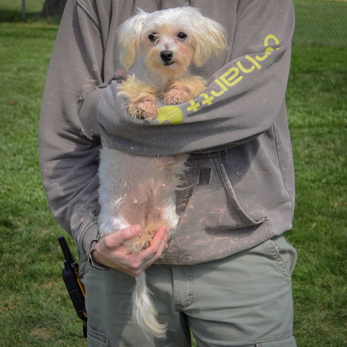 Titi, an adoptable Maltese at Animal House Shelter — photo 4