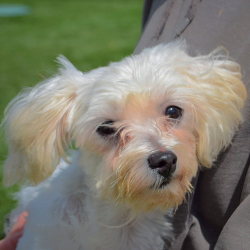 Titi, an adoptable Maltese at Animal House Shelter — photo 5