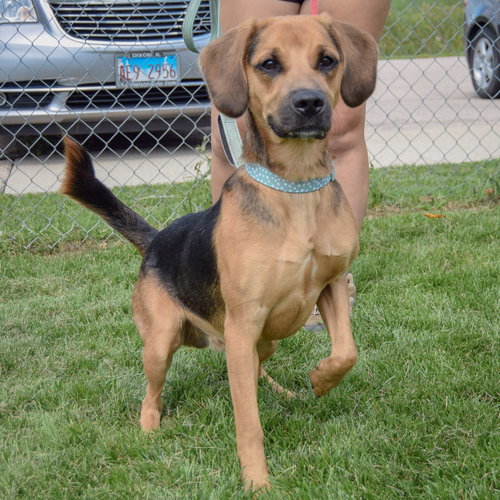 Clyde, an adoptable Coonhound / American Foxhound / Mixed at Animal House Shelter — photo 2