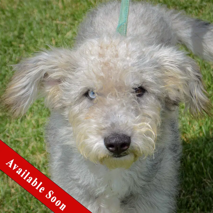 Fidy - Poodle (unknown type)