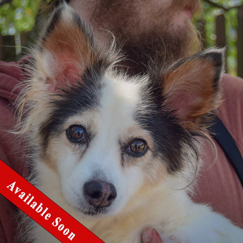 Big Mama, Papillon / Chihuahua / Mixed