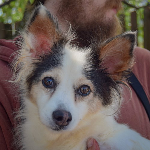 Big Mama, an adoptable Papillon / Chihuahua / Mixed at Animal House Shelter — photo 5