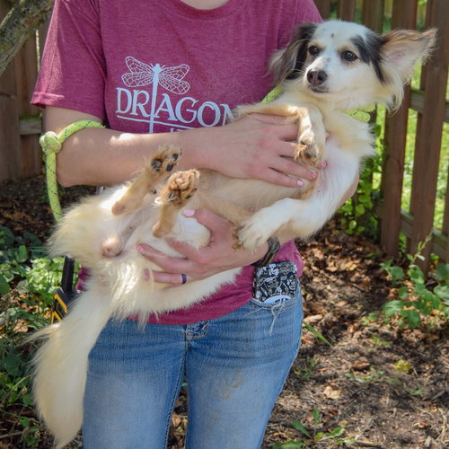 Tiny, an adoptable Papillon / Chihuahua / Mixed at Animal House Shelter — photo 5