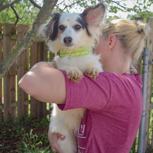 Tiny, an adoptable Papillon / Chihuahua / Mixed at Animal House Shelter — photo 6