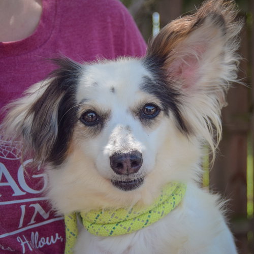 Tiny, an adoptable Papillon / Chihuahua / Mixed at Animal House Shelter — photo 7