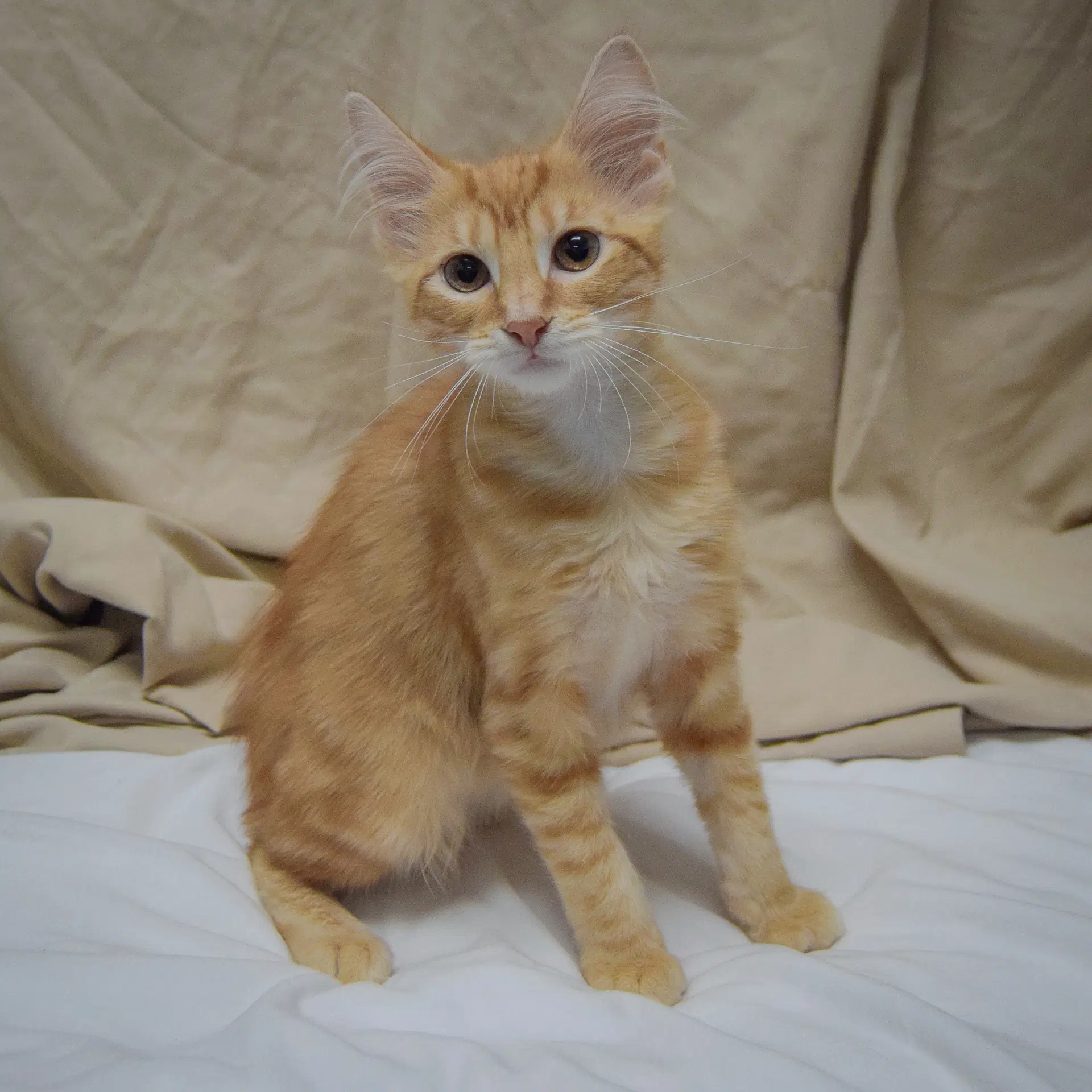 Apricot image 2