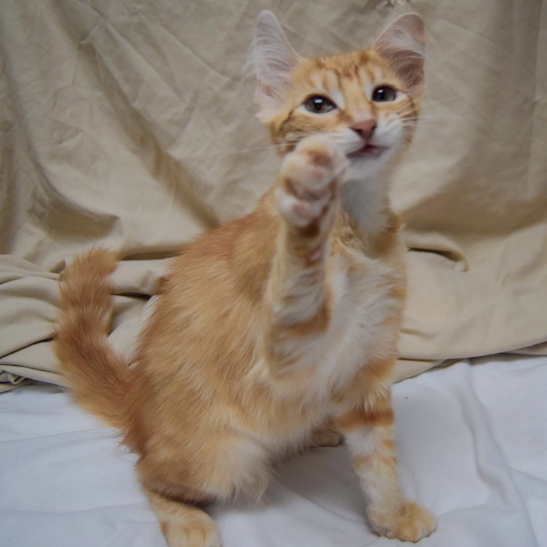 Apricot image 4