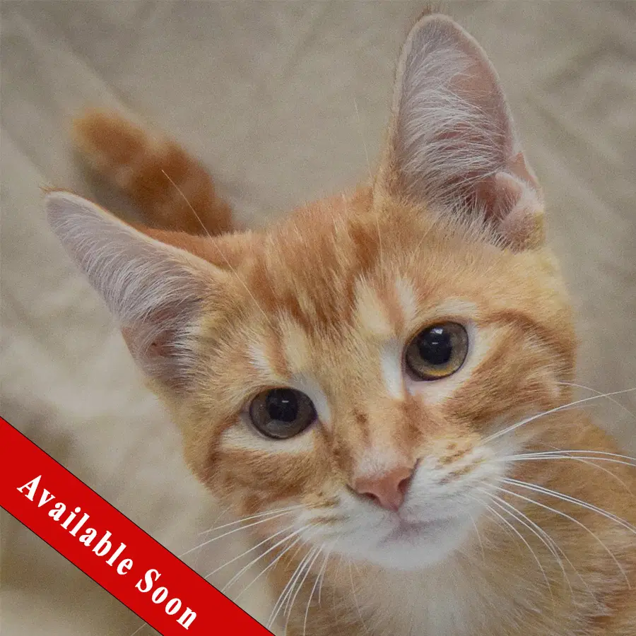 Mango - Tabby