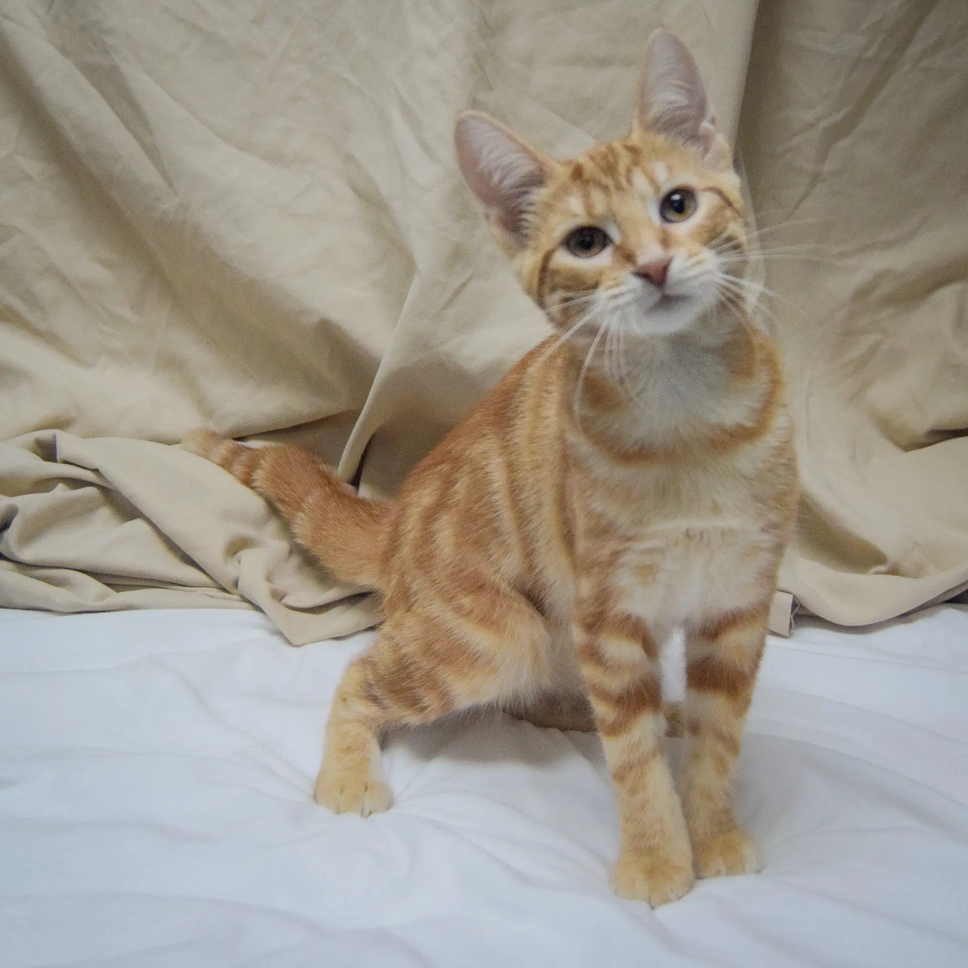 Peach image 2