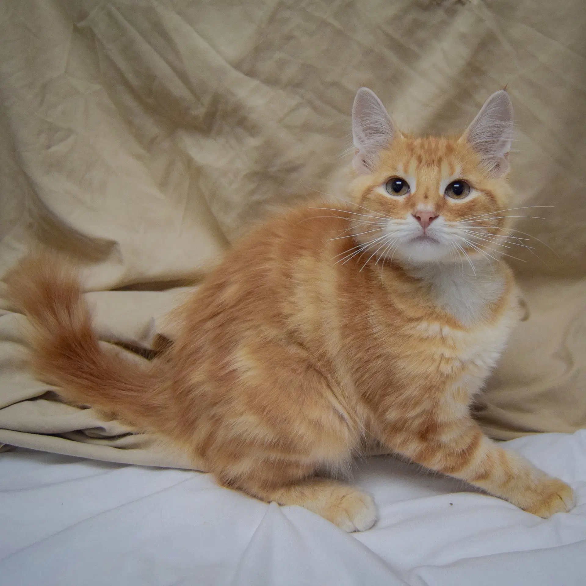 Tangerine image 2