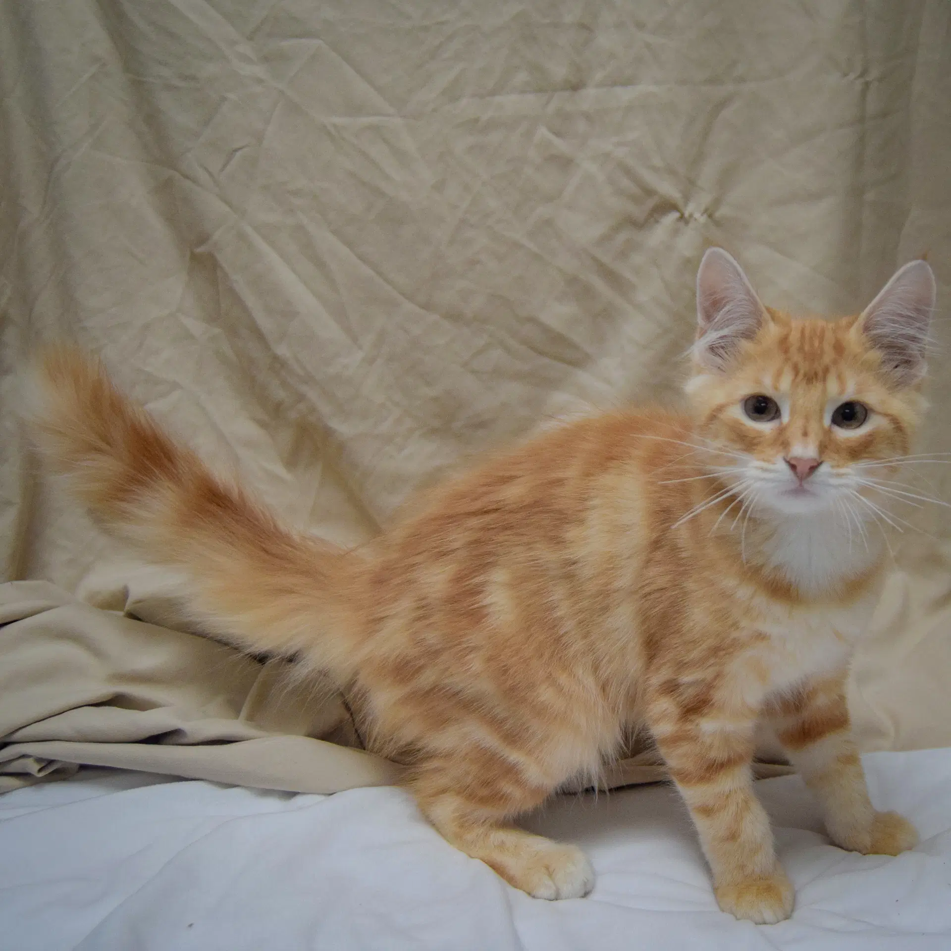 Tangerine image 3