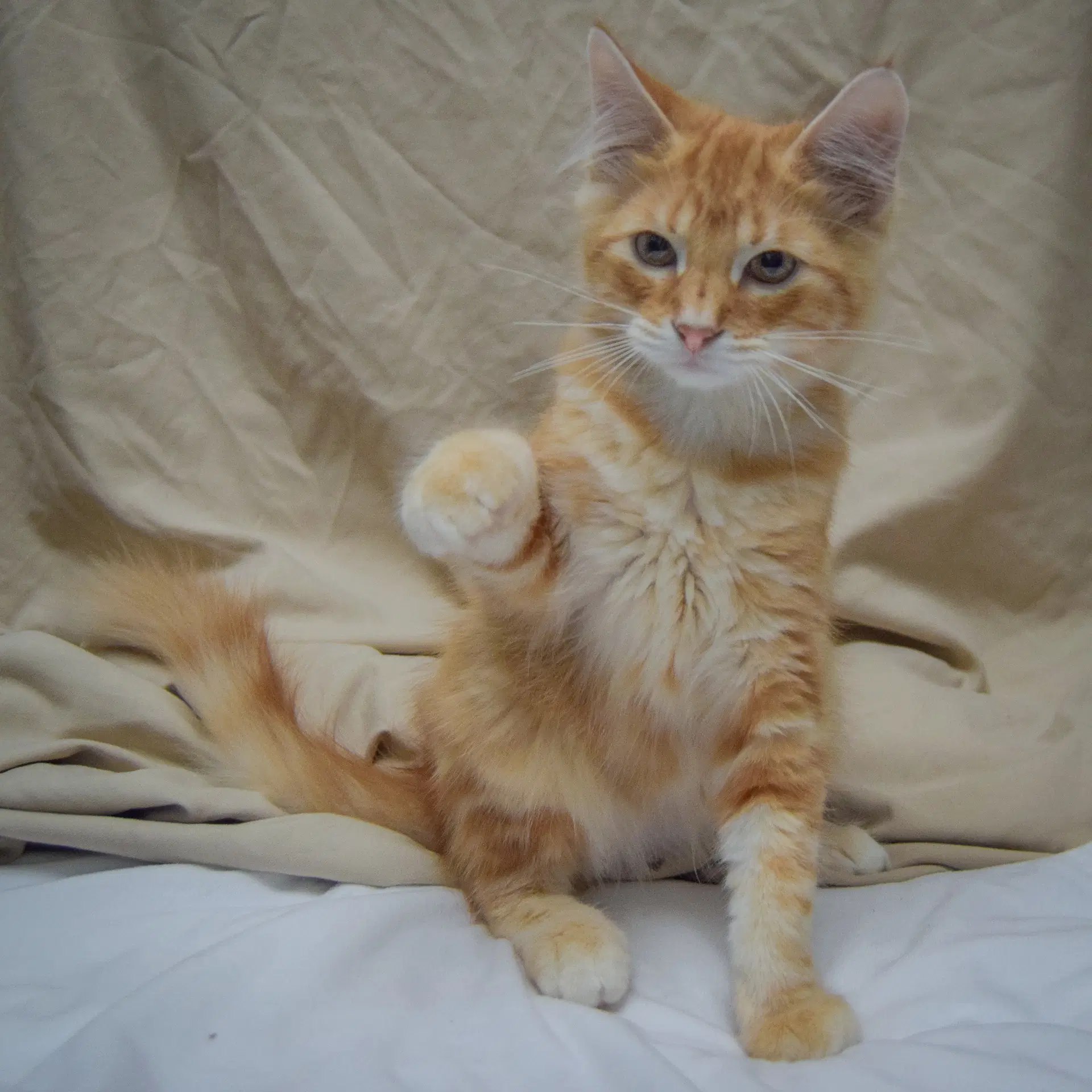 Tangerine image 4