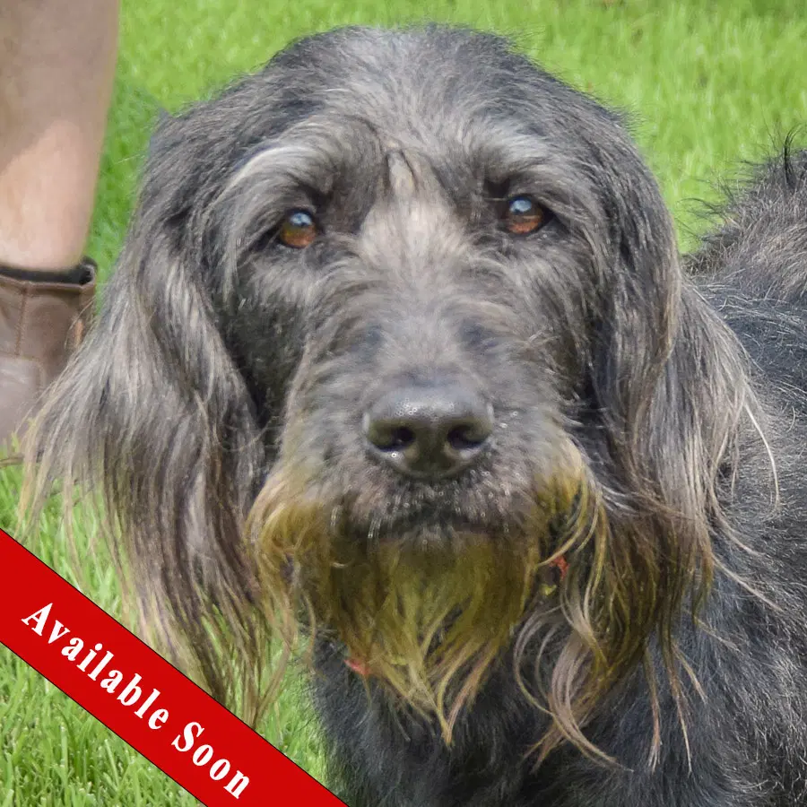 Doogle - English Setter